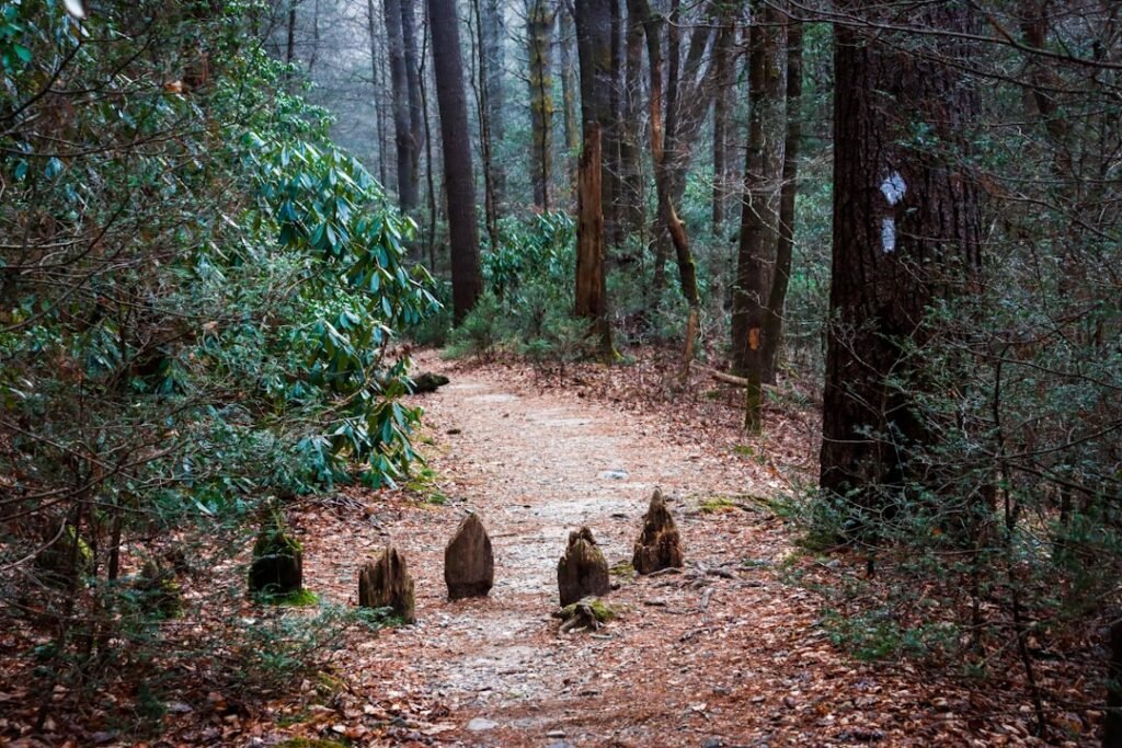 a path in the middle of a wooded area