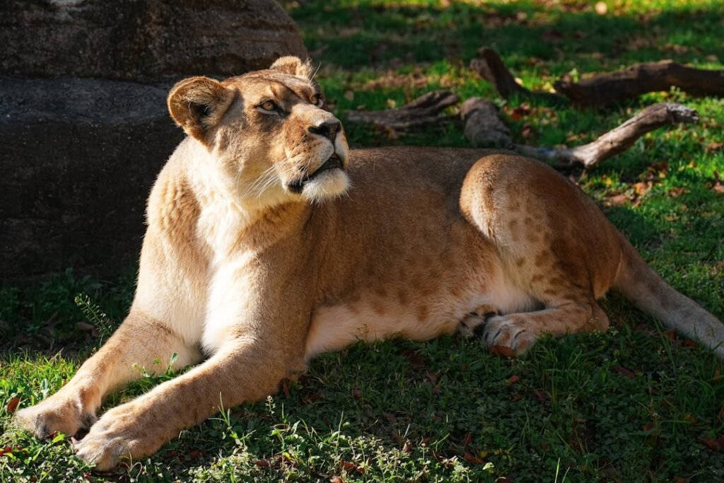 a lion laying in the grass next to a tree