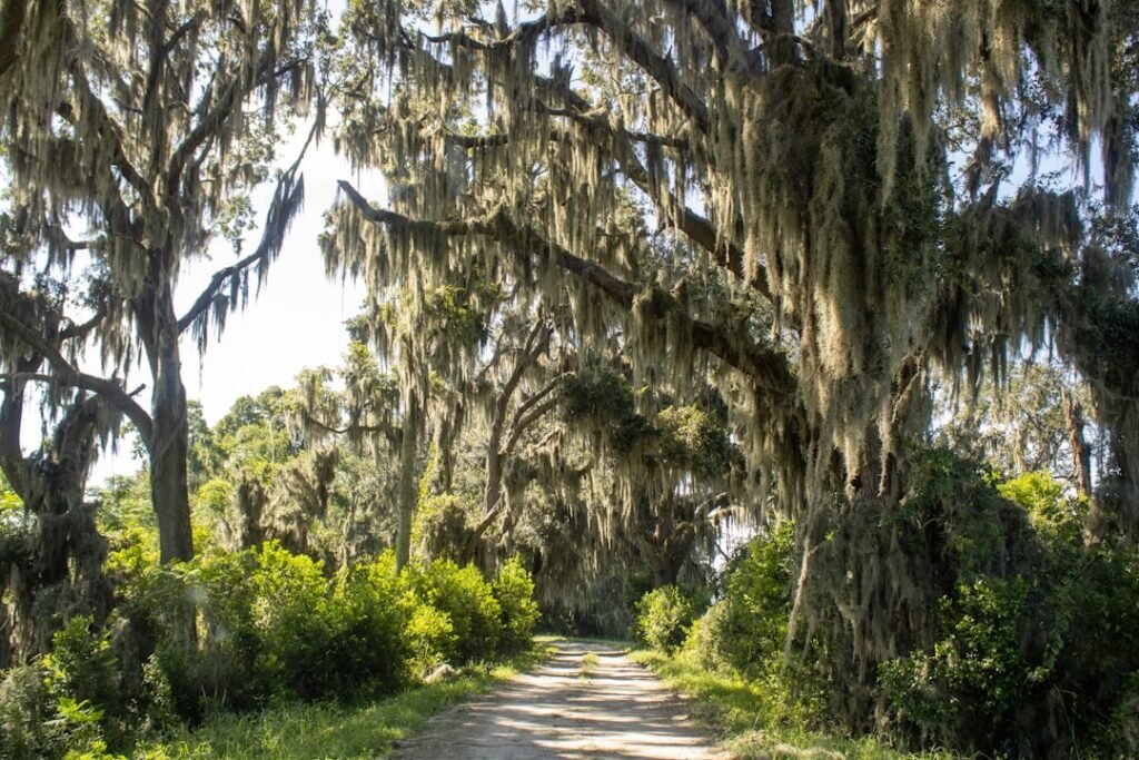 a dirt road surrounded by trees covered in moss