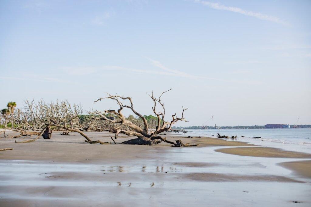 a tree that is sitting in the sand