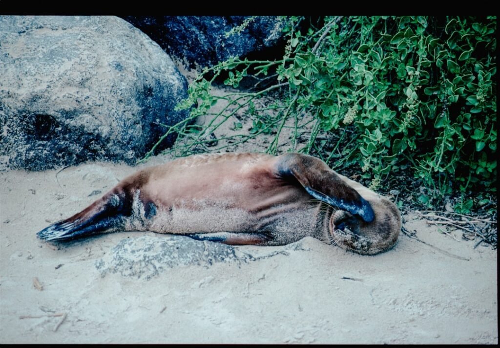 A brown sea lion rests on the sand near rocks