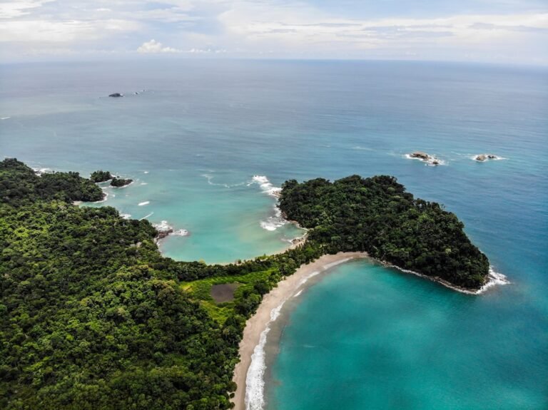 green trees beside blue sea